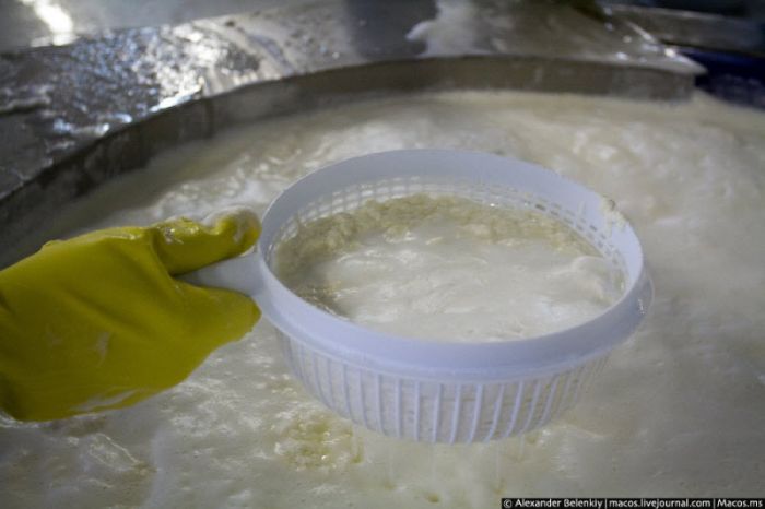 Как делают адыгейский сыр (39 фото)