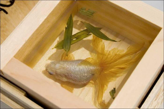 Выставка "Спасение золотой рыбки" (15 фото)