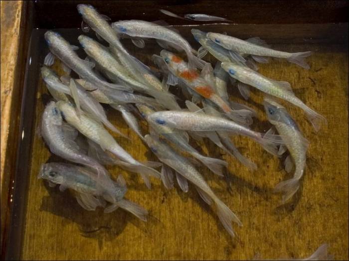 Выставка "Спасение золотой рыбки" (15 фото)