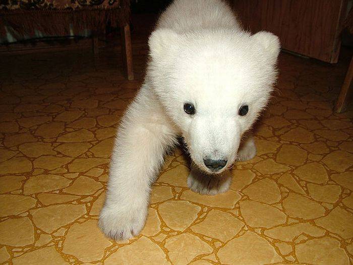 Спасение полярного медвежонка (18 фото)