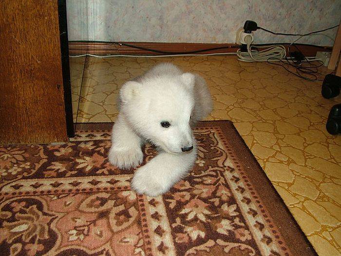Спасение полярного медвежонка (18 фото)