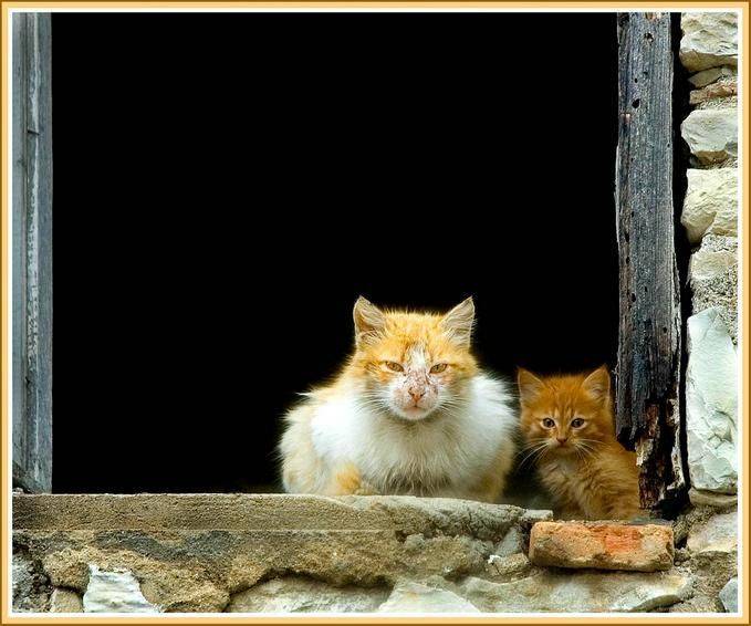 Очаровательные котята и коты (64 фото)