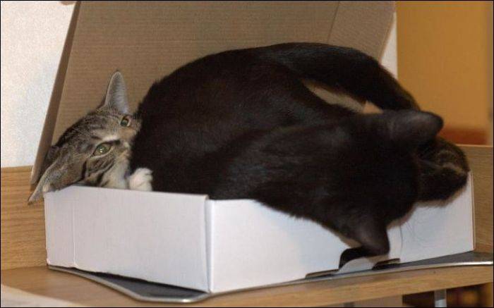 Два кота и одна коробка (4 фото)