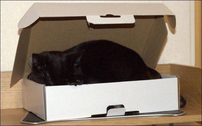 Два кота и одна коробка (4 фото)