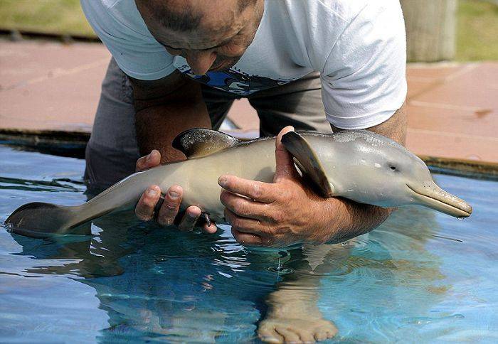 Дельфин 10ти дней (7 фото)