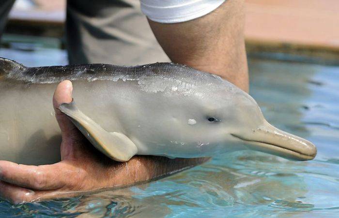 Дельфин 10ти дней (7 фото)