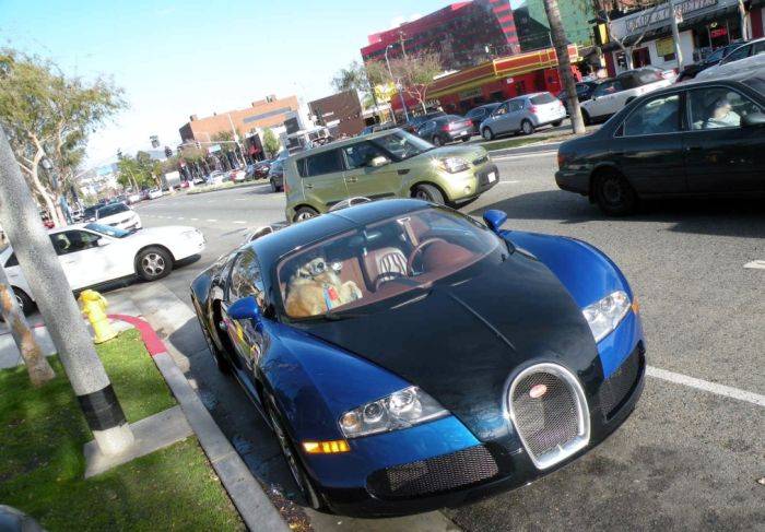    Bugatti Veyron (10 )