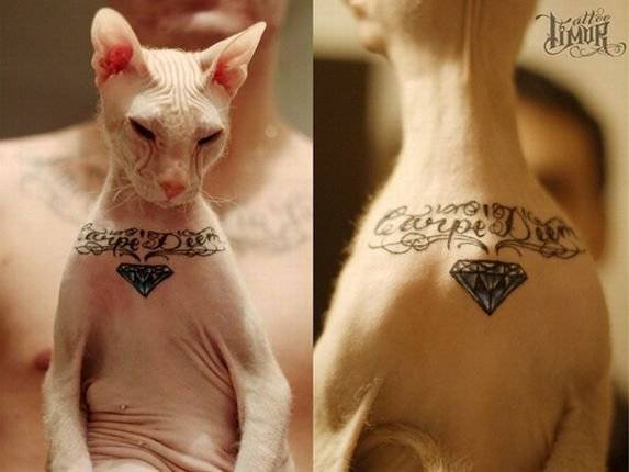 Татуировка для любимого кота (2 фото)