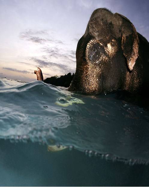 Последний плавающий слон Андаманских островов, Индия (11 фото)