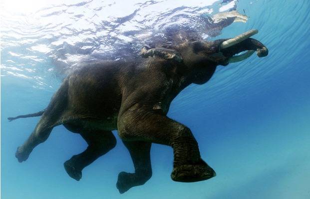Последний плавающий слон Андаманских островов, Индия (11 фото)
