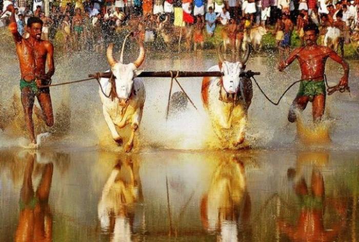 Фестиваль Марамади в Индии (41 фото)