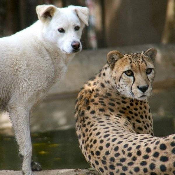 Дружба гепарда и собаки (21 фото)