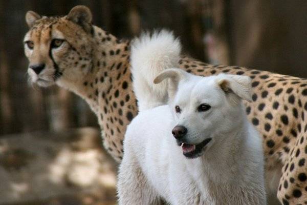 Дружба гепарда и собаки (21 фото)