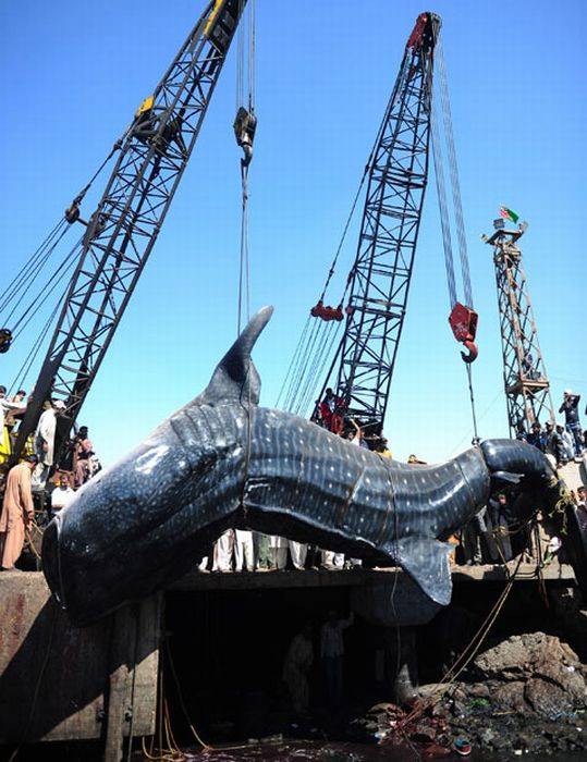 Найдена китовая акула на побережье Пакистана (8 фото)