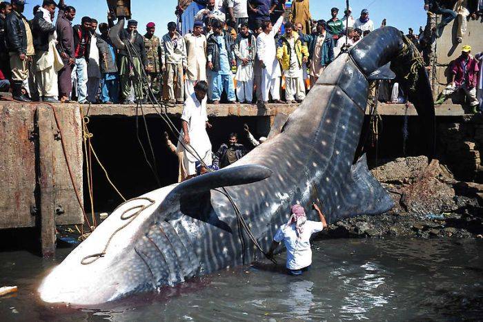 Найдена китовая акула на побережье Пакистана (8 фото)