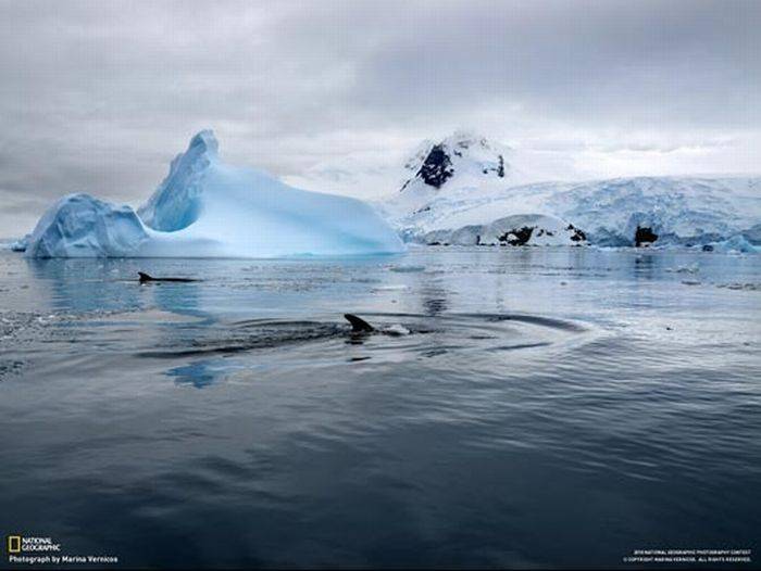 Самые красивые фотографии National Geographic за 2011 год (101 фото)