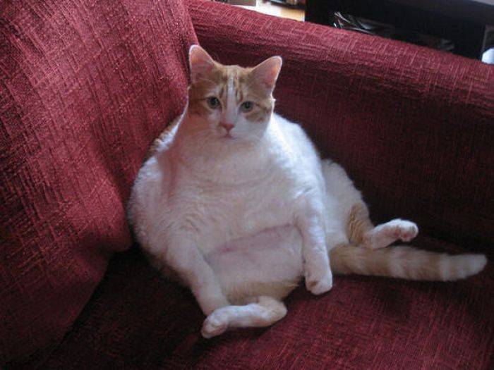 Коты толстопузы (62 фото)