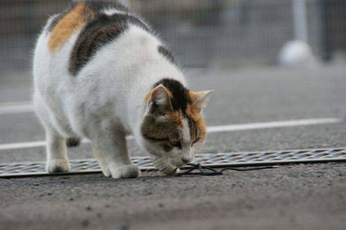 Коты толстопузы (62 фото)