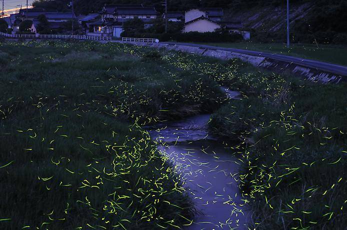 Удивительные фотографии Золотых Светлячков в Японии (14 фото)