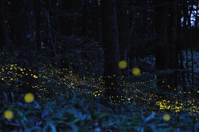 Удивительные фотографии Золотых Светлячков в Японии (14 фото)