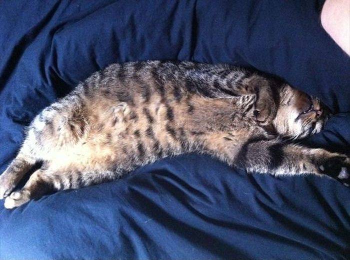 Кот, который крепко спит (17 фото)
