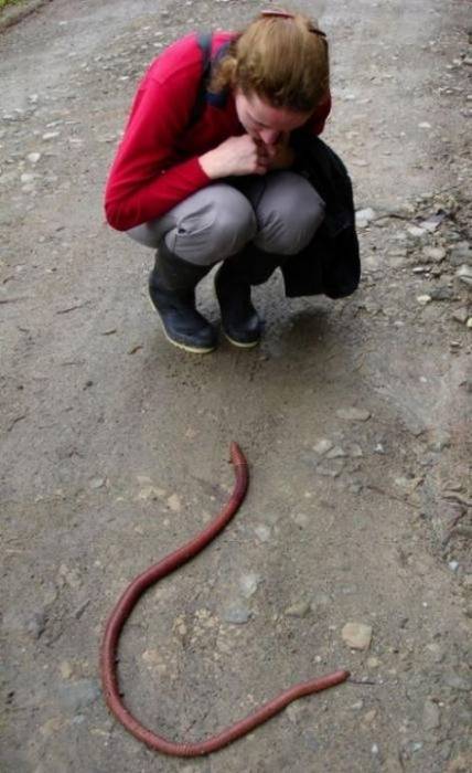 Гигантский дождевой червь из Австралии (10 фото)