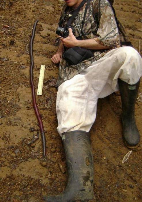 Гигантский дождевой червь из Австралии (10 фото)
