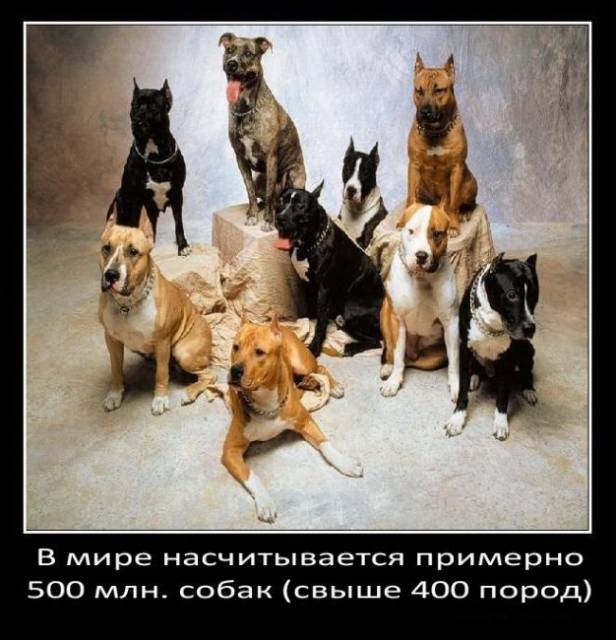 Интересные факты о собаках (48 фото)