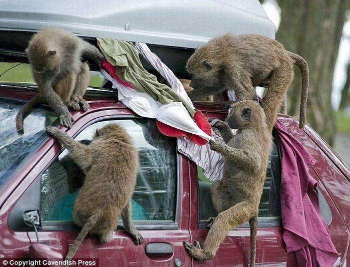 Коварные бабуины-похитители (6 фото)