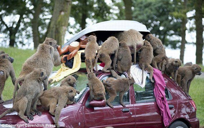 Коварные бабуины-похитители (6 фото)
