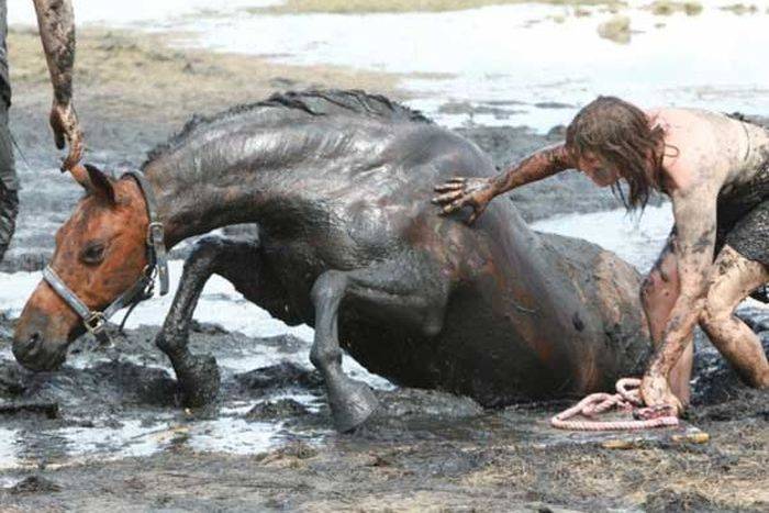 Спасение застрявшей лошади (11 фото)