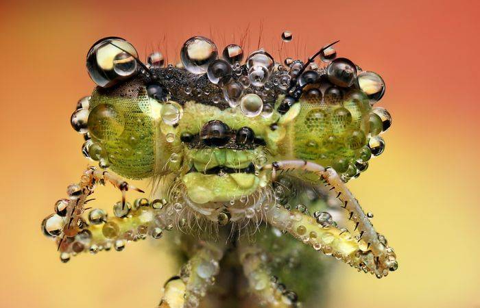 Потрясающие макрофотографии насекомых (40 фото)