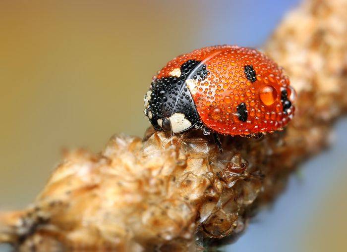 Потрясающие макрофотографии насекомых (40 фото)
