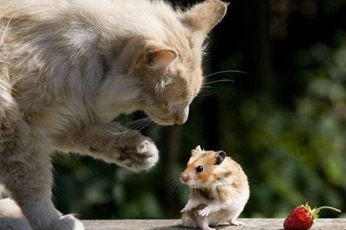 Кот и мышка (4 фото)
