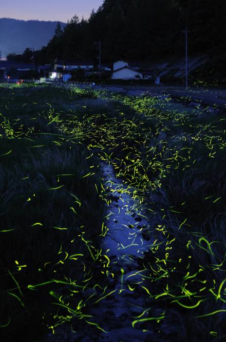 Светлячки от фотографа Цунеяки Хирамацу (9 фото)