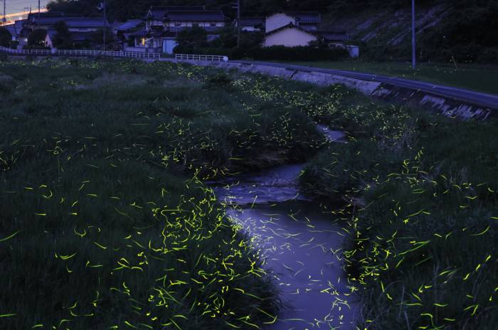 Светлячки от фотографа Цунеяки Хирамацу (9 фото)