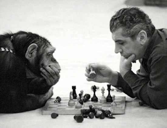 9 сравнений между человеком и шимпанзе (9 фото)