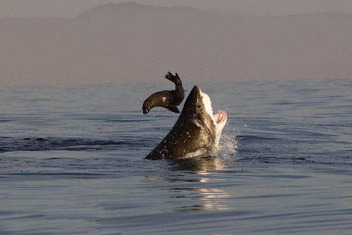 Акулы на охоте (24 фото)