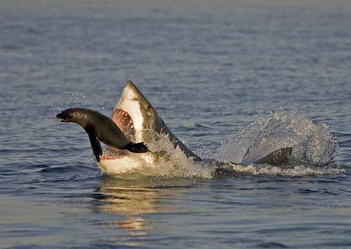 Акулы на охоте (24 фото)