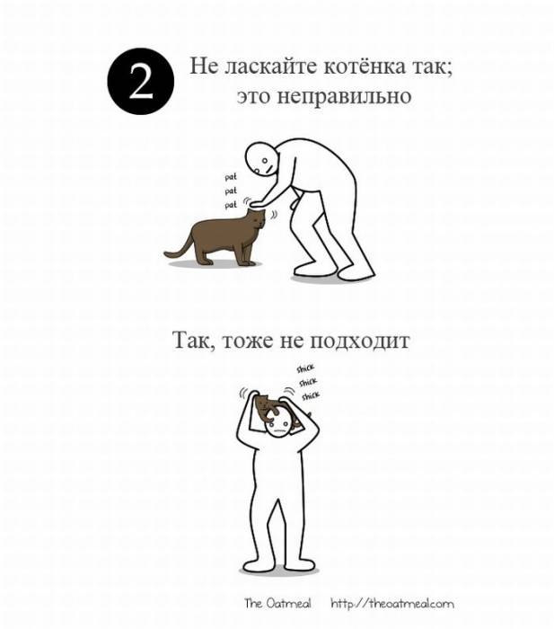 Как ласкать кота (6 картинок)