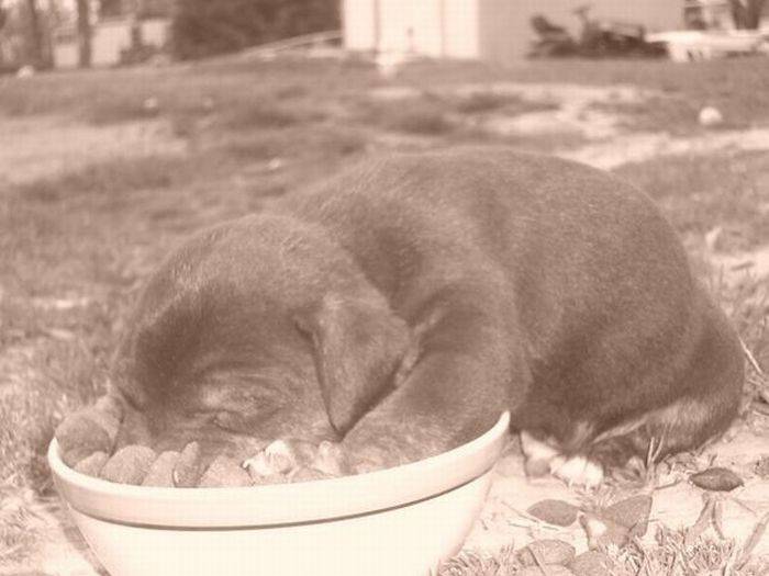 Собаки, заснувшие во время еды (23 фото)