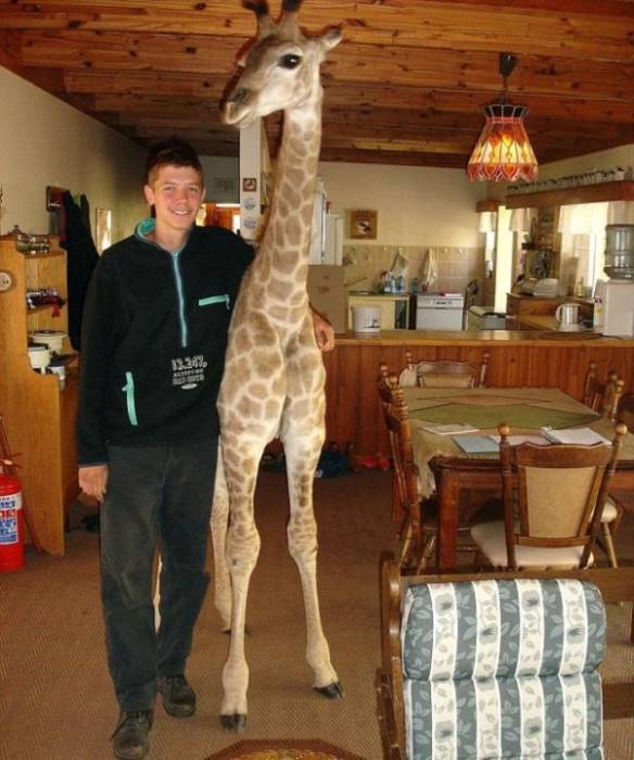 Малышка Финни - домашний жираф (10 фото)