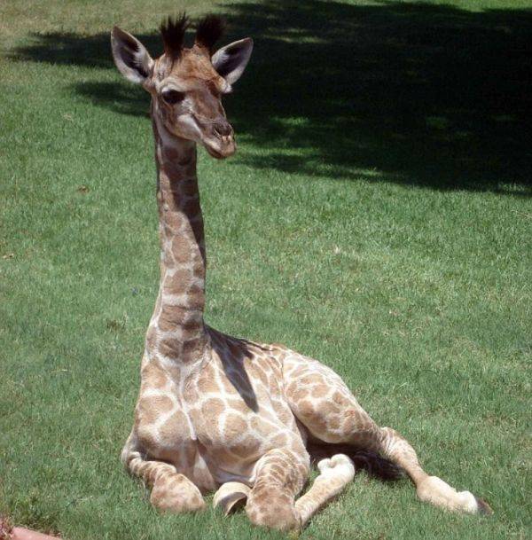 Малышка Финни - домашний жираф (10 фото)