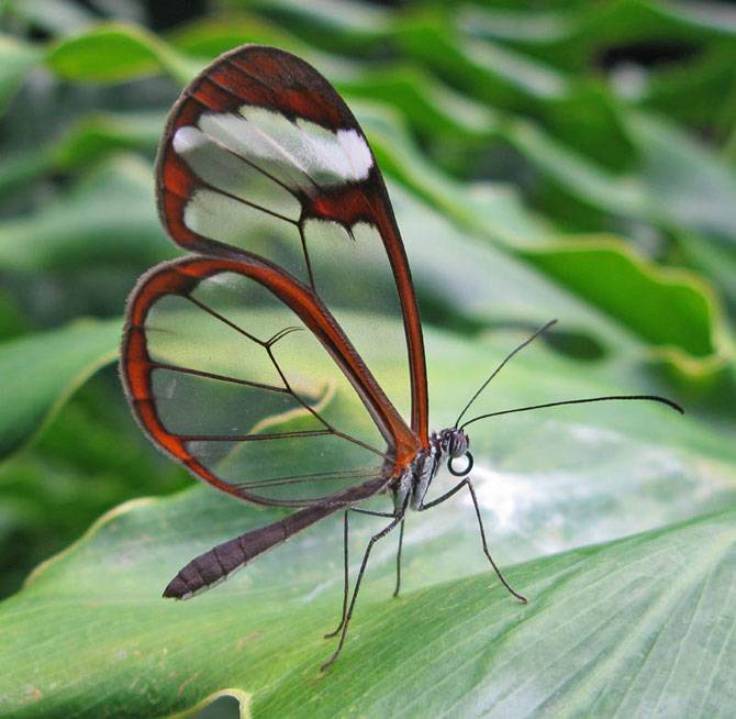 Прозрачная бабочка (14 фото)