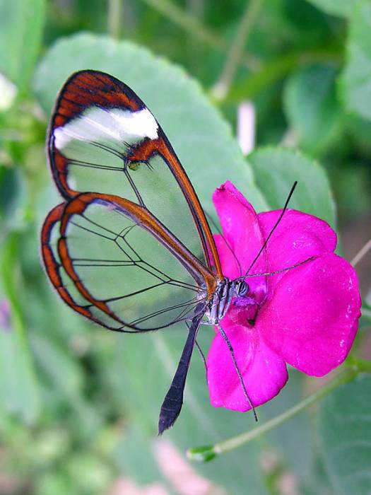 Прозрачная бабочка (14 фото)