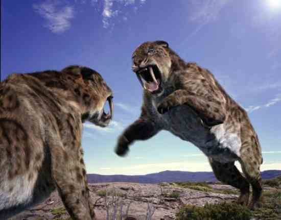 10 огромных доисторических кошек (10 фото)