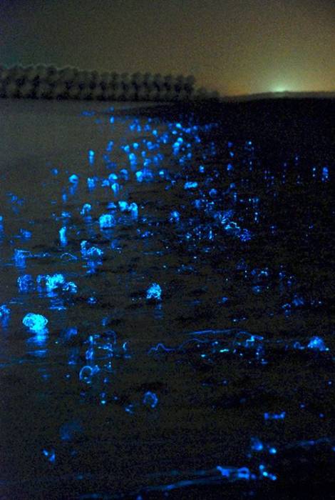Светящиеся медузы в Японии (5 фото)