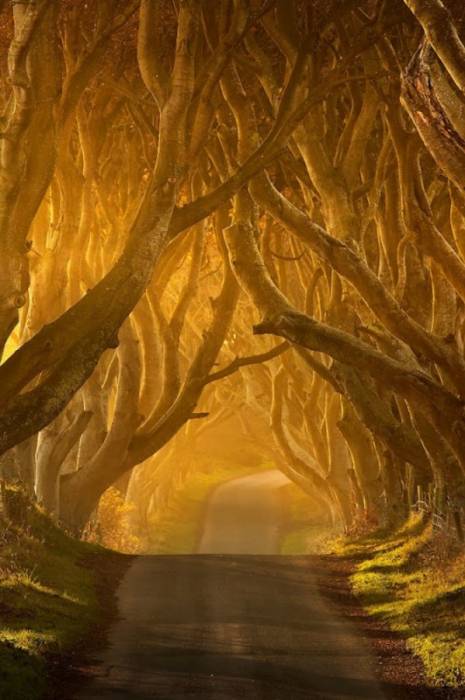 Темная аллея в Ирландии (8 фото)