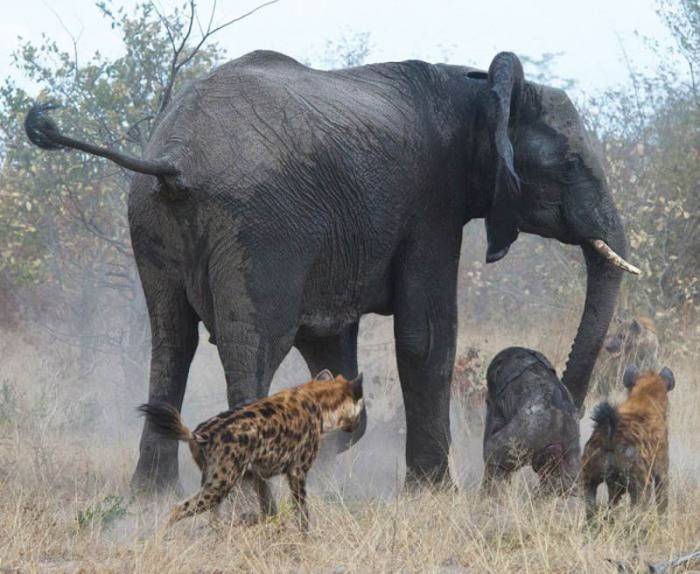 Слониха отбила у гиен своего слоненка (8 фото)