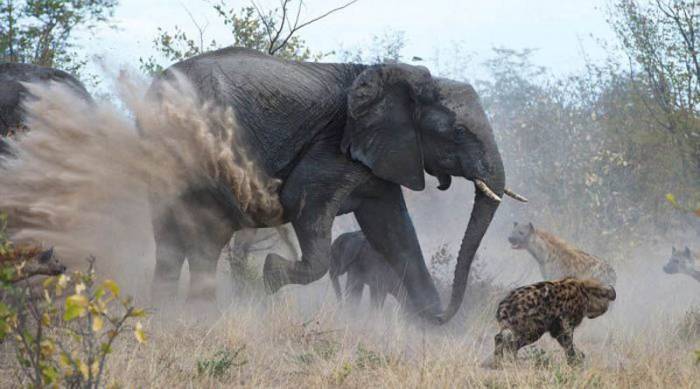Слониха отбила у гиен своего слоненка (8 фото)